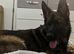 Working bloodline German shepered