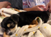 Theo - Miniature Chiahua x shitzu