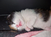 Beautiful Calico Rescue kitten ready for Reserving