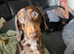 Miniature dachshund pups