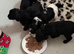 4 gorgeous cockapoo pups available in 10days