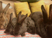 CONTINETAL GIANT RABBITS