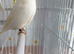 Female Gloster Canary White – Manchester