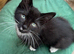MALE KITTEN READY NOW