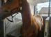 15.1 Chestnut Thoroughbred Gelding