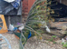 Stunning Black shoulder peacock