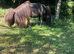 Registered Shetland stallion