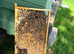 6 Frame Overwintered Langstroth Nuc of Bees 2027 Spring