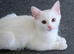 White male kitten