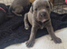 3 beautiful staff puppies