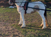 14 hh filly
