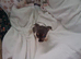 JACK TZU PUPPIES MALE/FEMALE