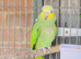 Beautiful Amazon Parrot for sale