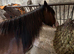 Beautiful cob mare