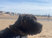 8 month old presa