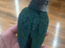 Tamed Baby Conure / Turquoise