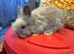 Full face English Angora