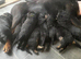 Rottweiler puppy’s