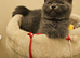 Beautiful British Shorthair Kittens &ndash; 3 Months Old