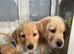 Beautiful litter of yellow labradors