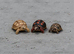 Tortoise Babies