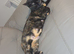 2 year old female cat