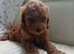 Labradoodle x Toy maltipoo Health Tested