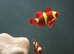 Gold Stripe Maroon Clownfish