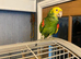 Double Yellow Headed Amazon Seeks a Loving Home