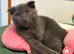 CUTE SCOTTISH FOLD KITTENS 12 WEEKS 2 left!