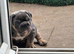 Female English bulldog