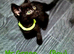 British Short Hair Kittens