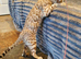 Beautiful TICA Registered Bengal Kittens.