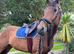 Marz for sale beautiful Irish sport horse