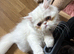 Beautiful white Persian girl - 10 months old