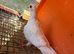 Young Pigeons for Sale