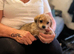 TOY POOLE X CHIHUAHUA (POOCHI) PUPPIES