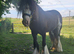 Gorgeous Tradition Cob Mare