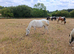 4 yr old welsh a mare