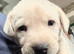 Beautifully coloured KC Registered Labrador Puppies for sale