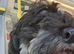 Home needed for rescue boy