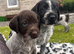 German Wirehaired Pointer Puppies
