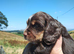 Cocker Spaniel Puppies
