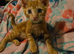 7 beautiful kittens