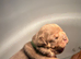 2 stunning female English bulldogs available NEBBR registered