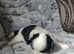 2 BEAUTIFUL SHIH-TZU PUPPIES LEFT .. MALE AND FEMALE