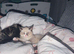 Female kitten