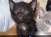 5 week old kittens looking for their forever home!!!