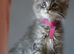 Reduced pure bred Mainecoon kittens ready now
