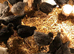 5 week old sexed pullet chicks